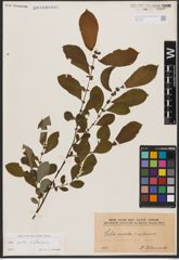 Salix aurita L. x Salix silesiaca Willd.